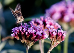 Moth on flower2_VR